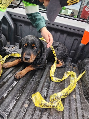 El perro Rottweiler sorprendió por