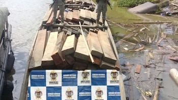 Incautan más de mil metros cúbicos de madera en operativos contra el tráfico ilegal en Chocó
