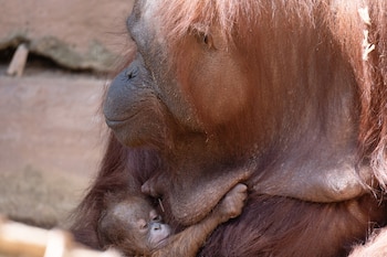 La cría de orangután de Borneo nacida en Fuengirola. (BIOPARC Fuengirola)