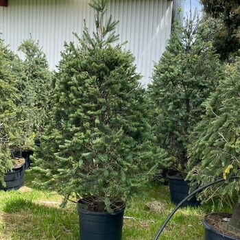 árbol de navidad en maceta