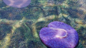 Uno de los primeros animales