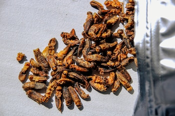 Grillos saborizados listos para comer.