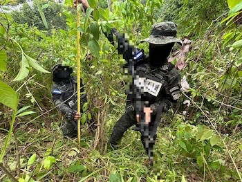 La plantación fue asegurada para iniciar el proceso legal correspondiente. El Ministerio Público coordinará la erradicación del cultivo localizado en Colón. (Foto: Fuerzas Armadas)