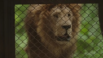Treinta grandes felinos del ex zoo de Luján viajan a santuarios tras años de encierro: así será el operativo internacional