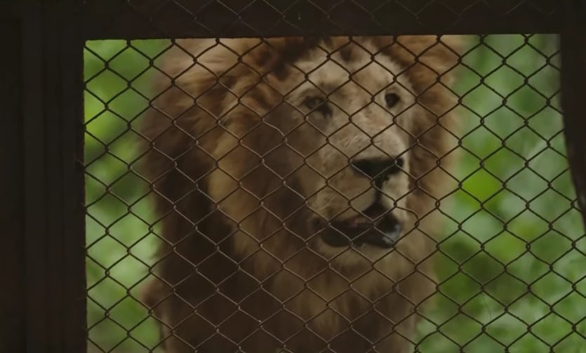 El cierre del zoo de Luján expuso la caída en la cantidad de tigres y leones y las muertes ocurridas en condiciones de cautiverio (Infobae en Vivo)