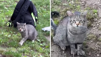 El animal siempre fue muy