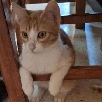 Piden ayuda para dar con