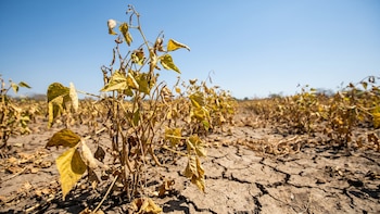 El Salvador enfrenta riesgos crecientes de inseguridad alimentaria por condiciones climáticas adversas y encarecimiento de insumos