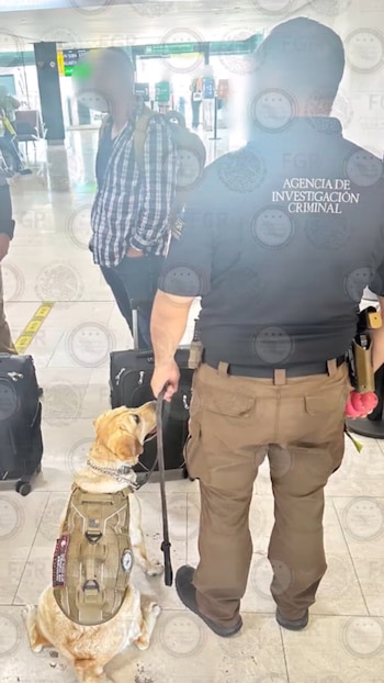 Binomio encargado de la detección en el aeropuerto internacional fronterizo. Crédito: FGR