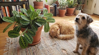 Una planta maranta verde en maceta, un gato naranja durmiendo y un perro terrier gris sentado sobre una alfombra. Libros y otras plantas de interior al fondo.