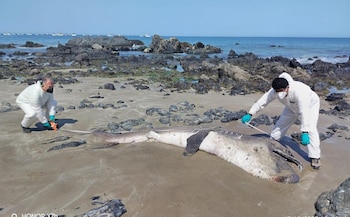 El tiburón medía 4,52 metros