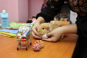 Las cobayas requieren de una