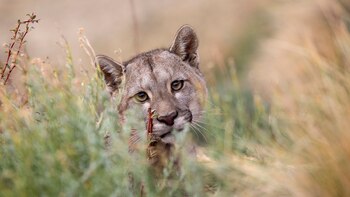 Foto: Fundación Rewilding Argentina