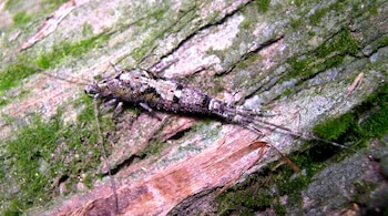 Un insecto arqueognato de antenas largas sobre una corteza de árbol con parches de musgo.