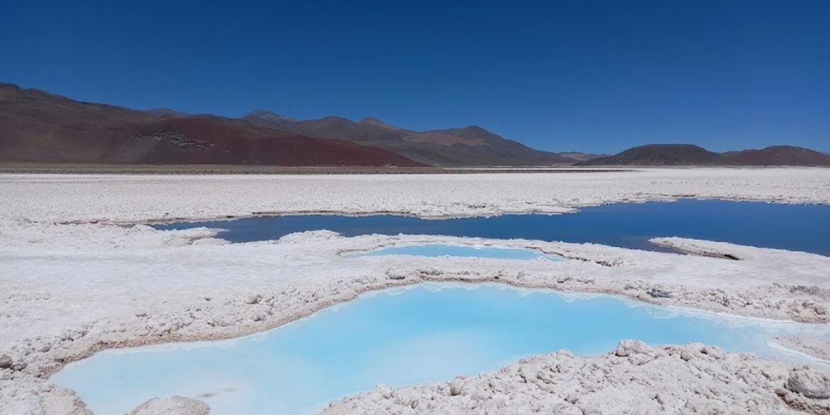 Las temperaturas extremas y la aridez del clima en el Salar de Antofalla condicionan la vegetación y la vida silvestre local (Captura/YouTube)