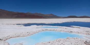 Las temperaturas extremas y la aridez del clima en el Salar de Antofalla condicionan la vegetación y la vida silvestre local (Captura/YouTube)
