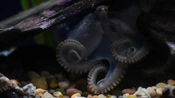 Un pulpo grisáceo con los tentáculos curvados bajo una roca oscura y sobre un lecho de piedras pequeñas
