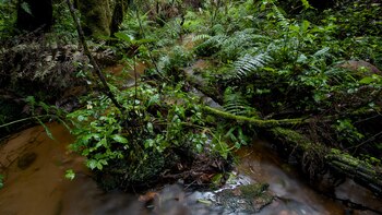 Los sapos fueron descubiertos en