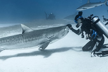 Una bióloga obsesionada con los tiburones bate un récord tras tatuarse un homenaje a cada criatura que conoce