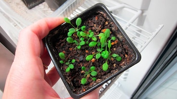 Arabidopsis thaliana, planta que sirve como modelo de investigación
