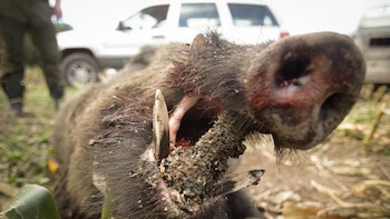 Rifle en mano “por tiempo