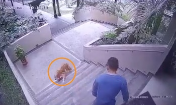 La Ley Ángel en Colombia