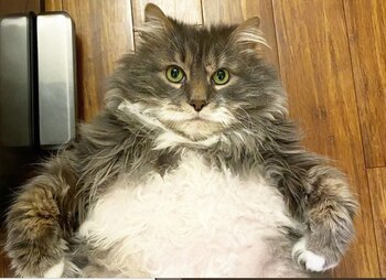 El gato Wilford sufre obesidad mórbida y se encuentra bajo tratamiento (Foto: IG @ Pockeypotpie)