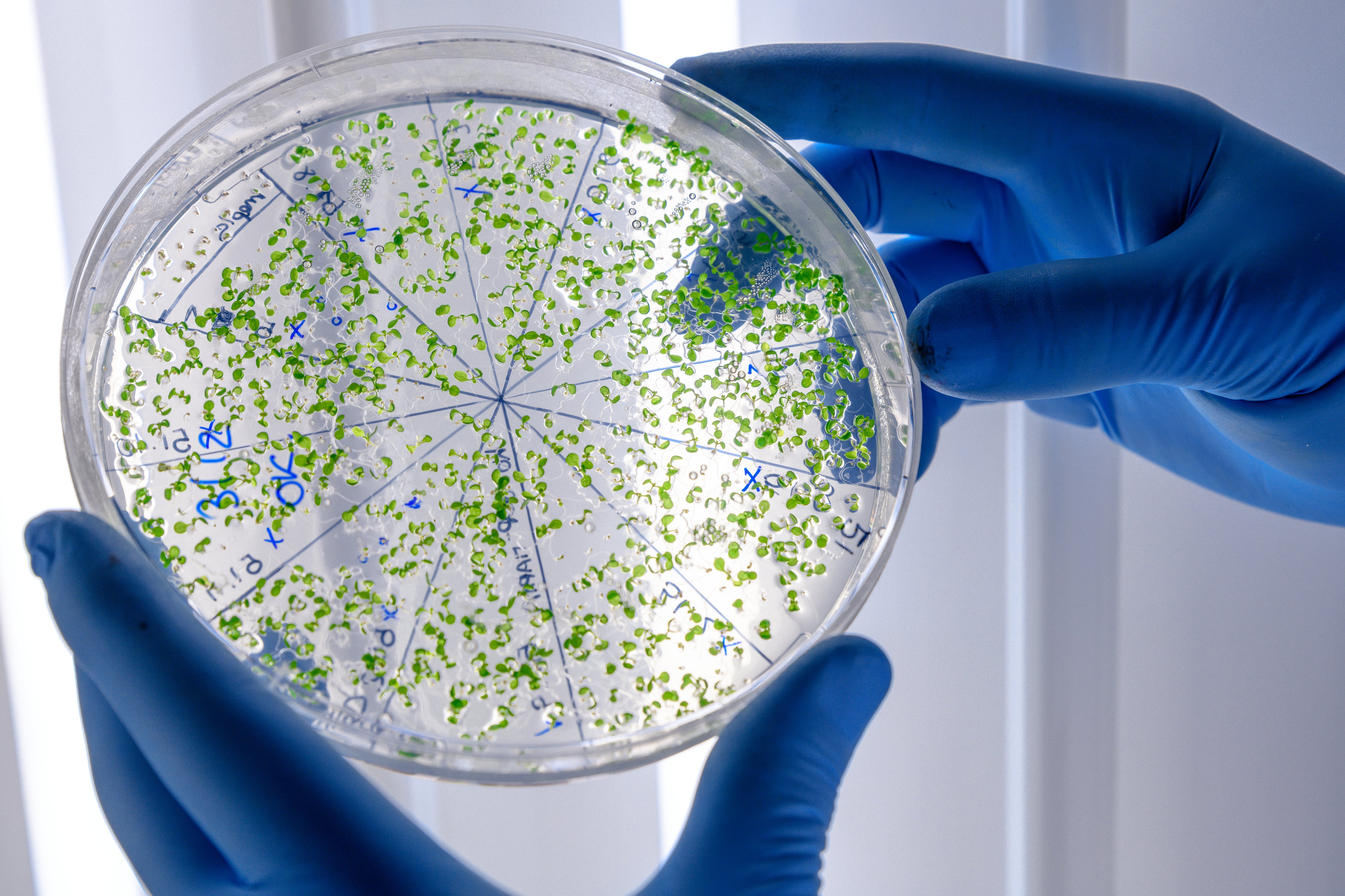 En la causa fueron identificadas las dos bacterias contaminantes del fentanilo de HLB Pharma (Freepik)