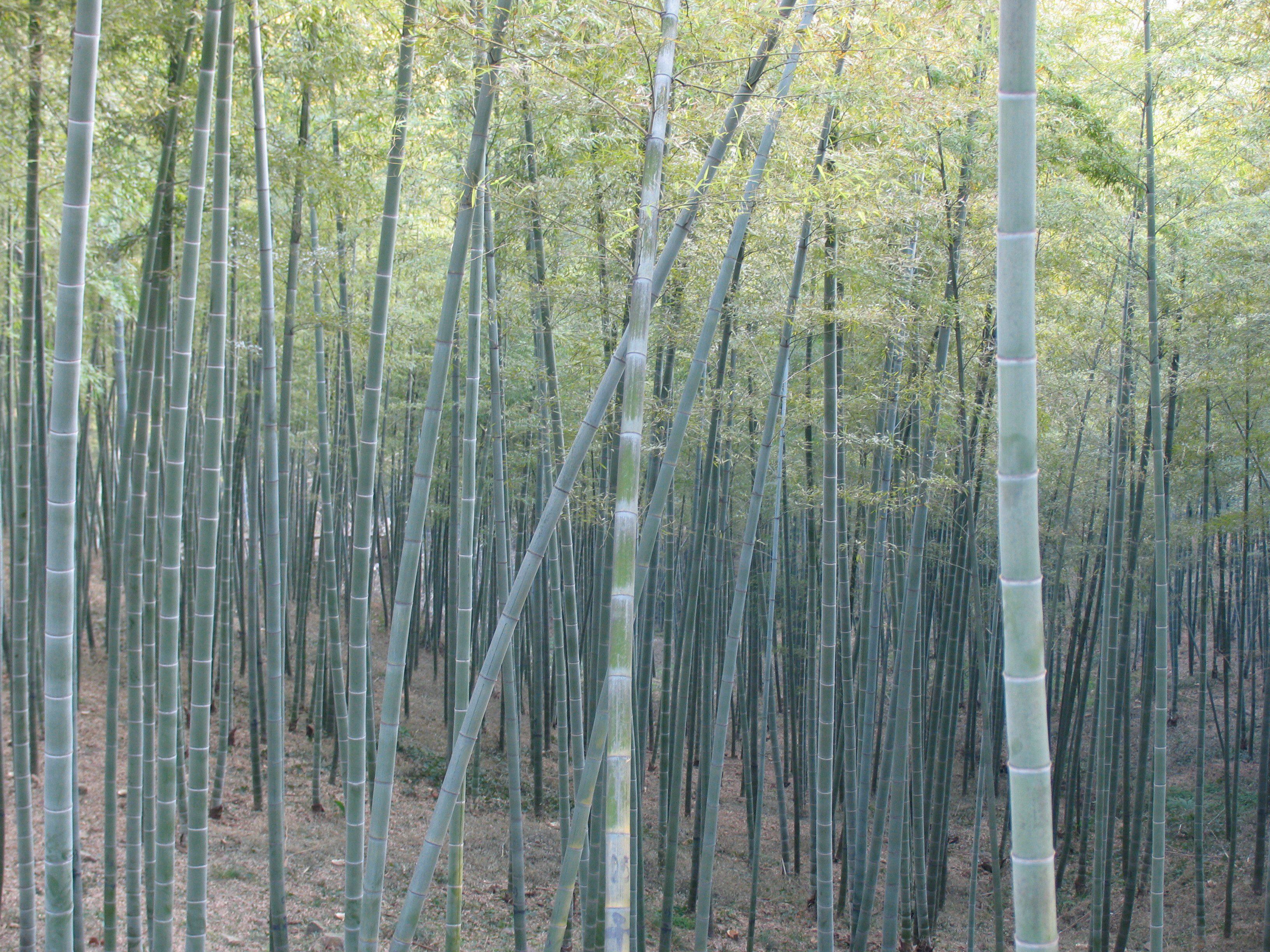 El Delta fue cambiando su perfil productivo y quedó identificado sobre todo con el descanso. El bambú puede ofrecer otra salida EFE/ADRIAN BRADSHAW