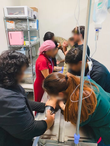 El ejemplar, de aproximadamente 15 años, mostraba daños visibles en sus escamas, síntomas de deshidratación y una muda retenida.
