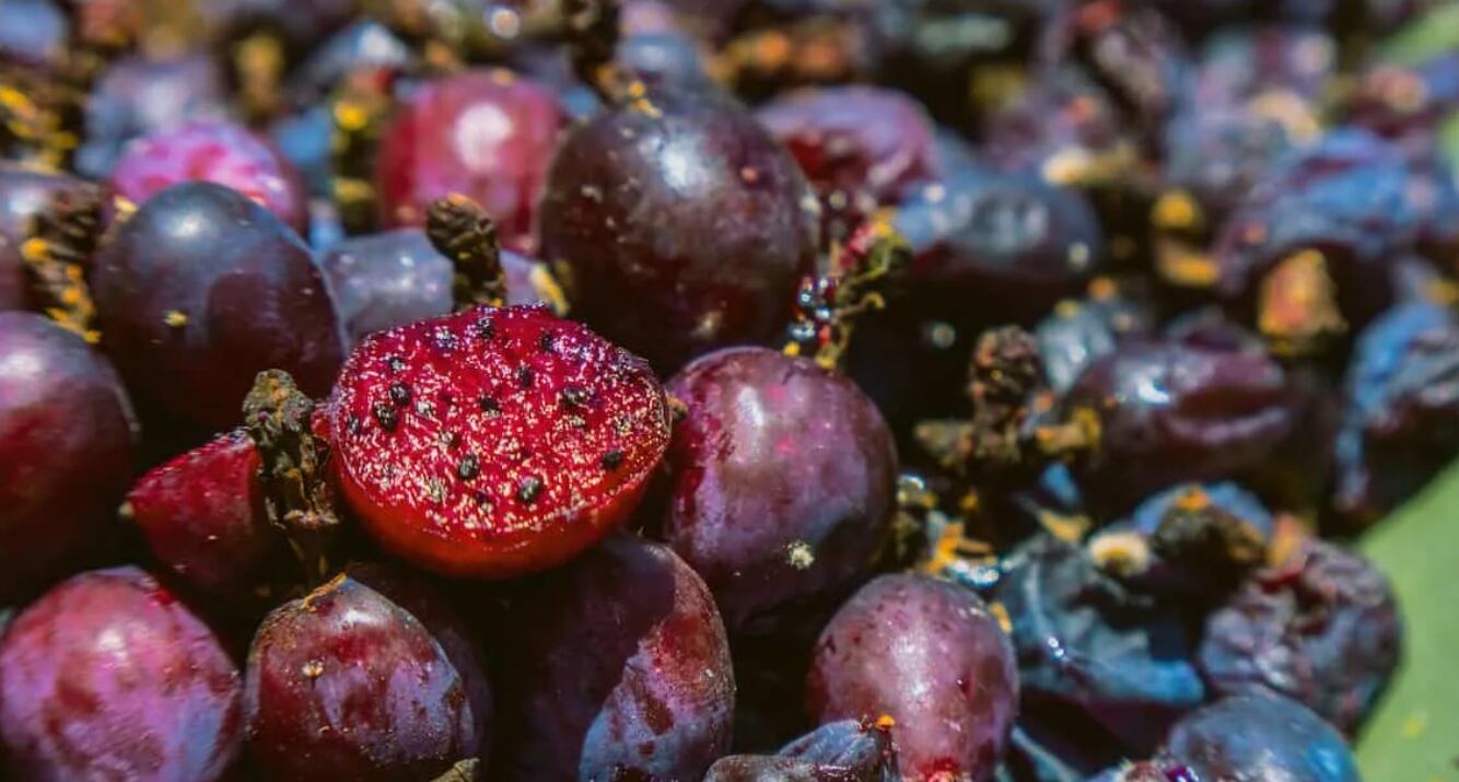 Su recolección es tradicional en diversas regiones del centro y norte de México, donde forma parte de la dieta local y la medicina tradicional.(Shutterstock)