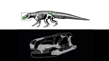 Shakajlura riojanensis, CONICET