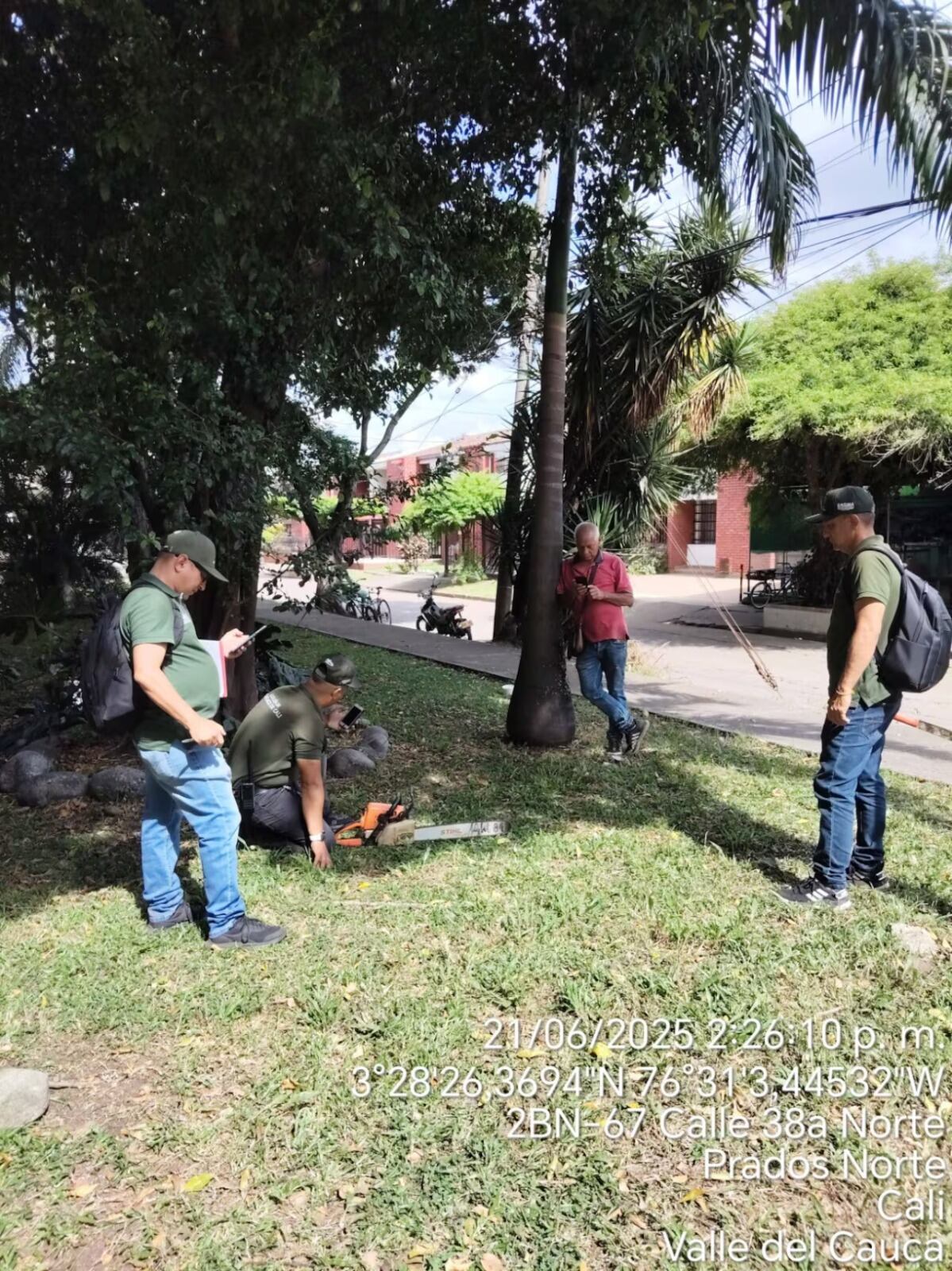 En el barrio Prados del Norte, autoridades sorprendieron a un hombre talando un árbol de 20 años de edad sin permiso legal - crédito Dagma