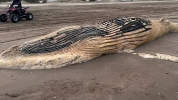 Una ballena jorobada y cinco tortugas marinas aparecieron muertas en la costa bonaerense