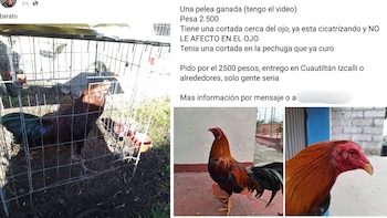 Gallos de pelea son ofertados