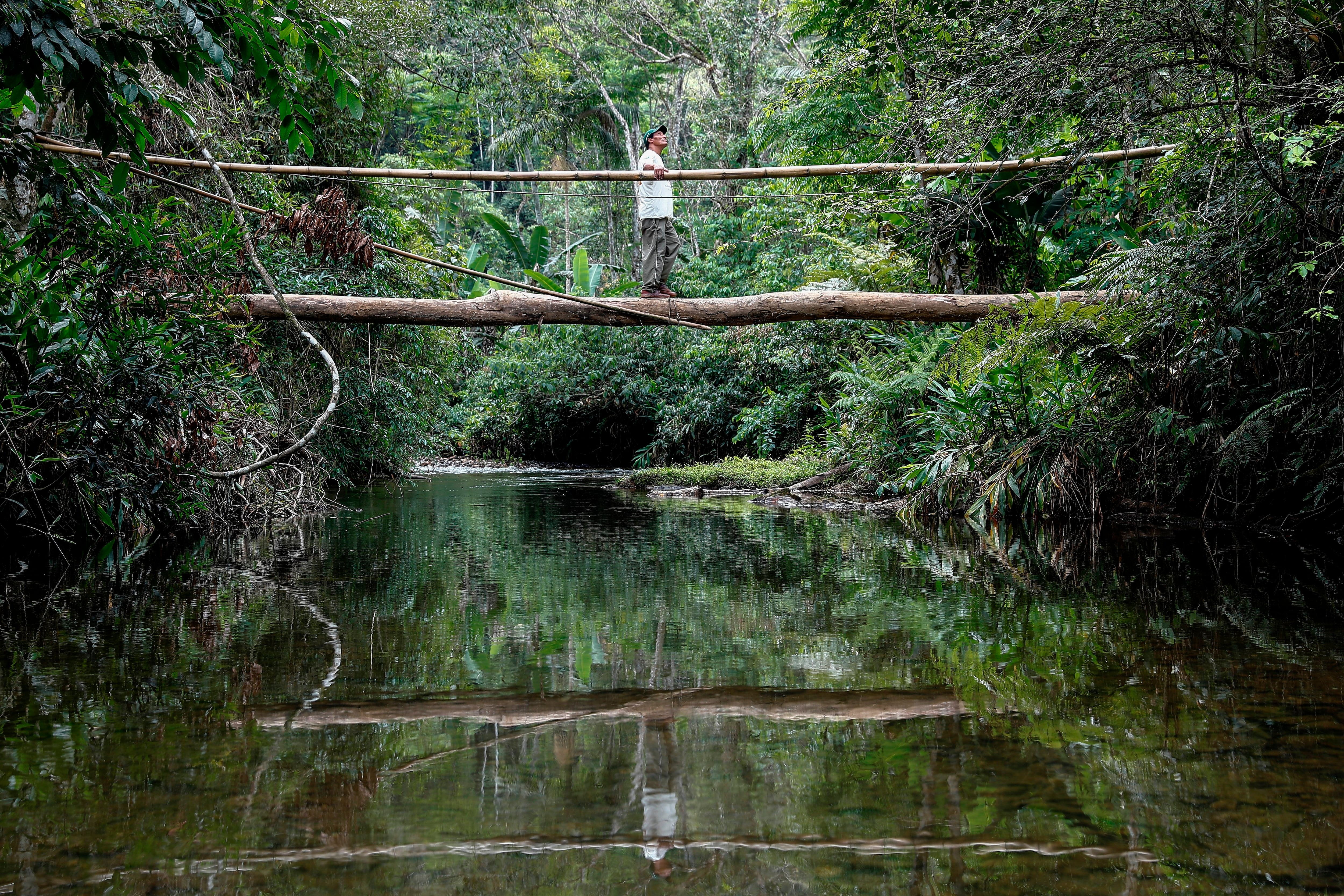 La deforestación en la Mata Atlántica de Brasil impulsa a los mosquitos a alimentarse más de sangre humana (Archivo - EFE/Sebastião Moreira)