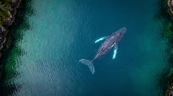 Vista cenital de una ballena nadando bajo la superficie de agua turquesa cerca de costas rocosas.