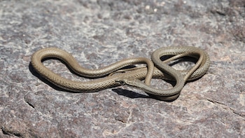 Observan una serpiente rara por primera vez en 150 años: la especie no había sido registrada en la región desde 1872