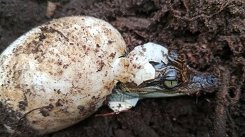 El hallazgo sobre cocodrilos más