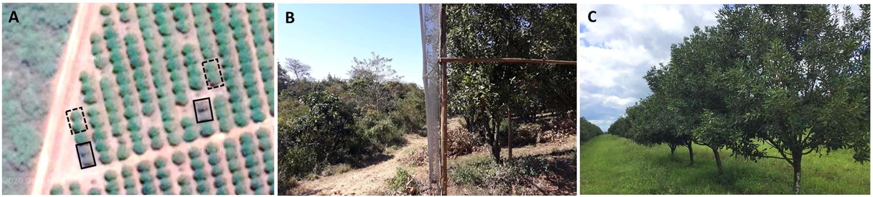 Entre enero y mayo de 2021, el daño por plagas fue de 6,2% en los árboles abiertos a la fauna y de 10,7% en los árboles cubiertos (Gentileza, estudio Las características del paisaje influyen en los servicios de control de plagas en los huertos de macadamia y dan forma a las comunidades de aves y murciélagos, publicado en Agriculture, Ecosystems and Environment)
