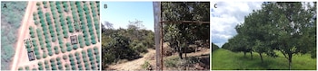 Tres paneles con una vista satelital de un cultivo, una red de protección junto a árboles y una hilera de árboles frondosos