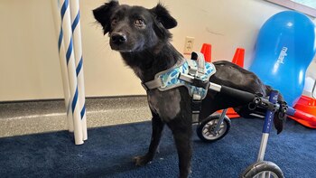 Cola, la perra de dos