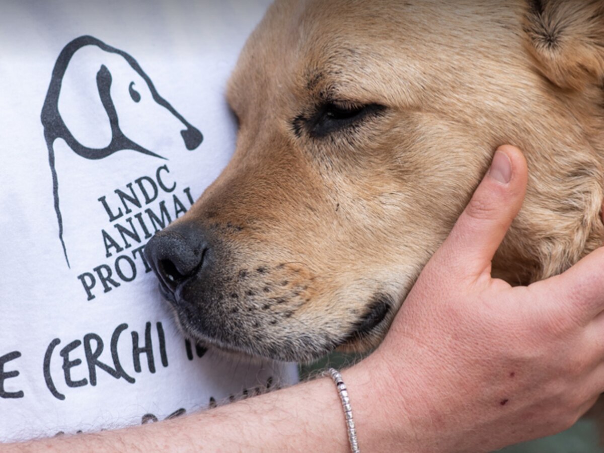 El perro Dado, ciego y sordo, fue abandonado en el bosque, rescatado por un montañero y ya tiene una nueva familia: “Con 15 años aprende las caricias” - Infobae