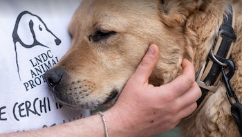 Un perro en una protectora.