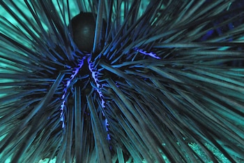 Ejemplar de erizo de mar