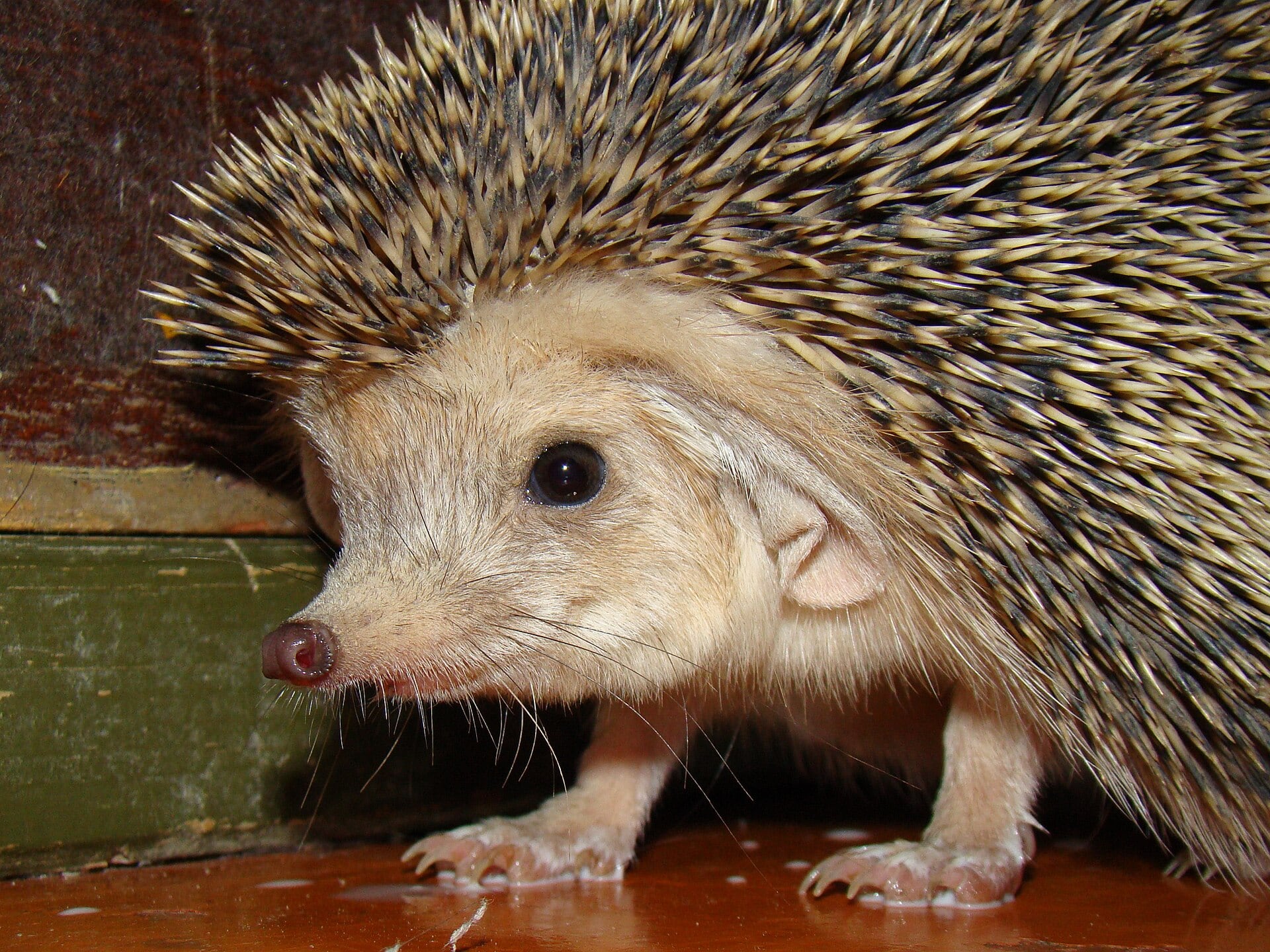 Ejemplar de erizo orejudo o egipcio. (Yuriy75/Wikimedia Commons)