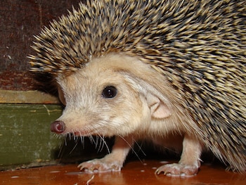 Ejemplar de erizo orejudo o egipcio. (Yuriy75/Wikimedia Commons)
