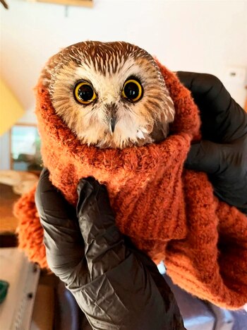 Fotograf�a del 18 de noviembre