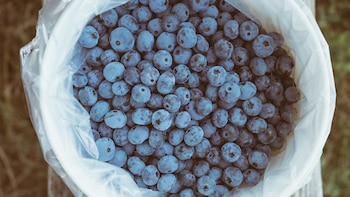 Las blue berrys son arándanos