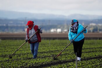 Migrantes trabajan en el campo